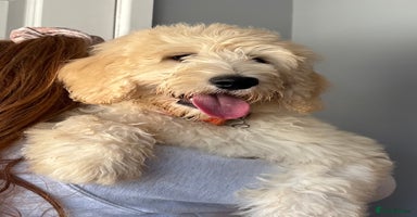 Labradoodle dogs - Advert 5