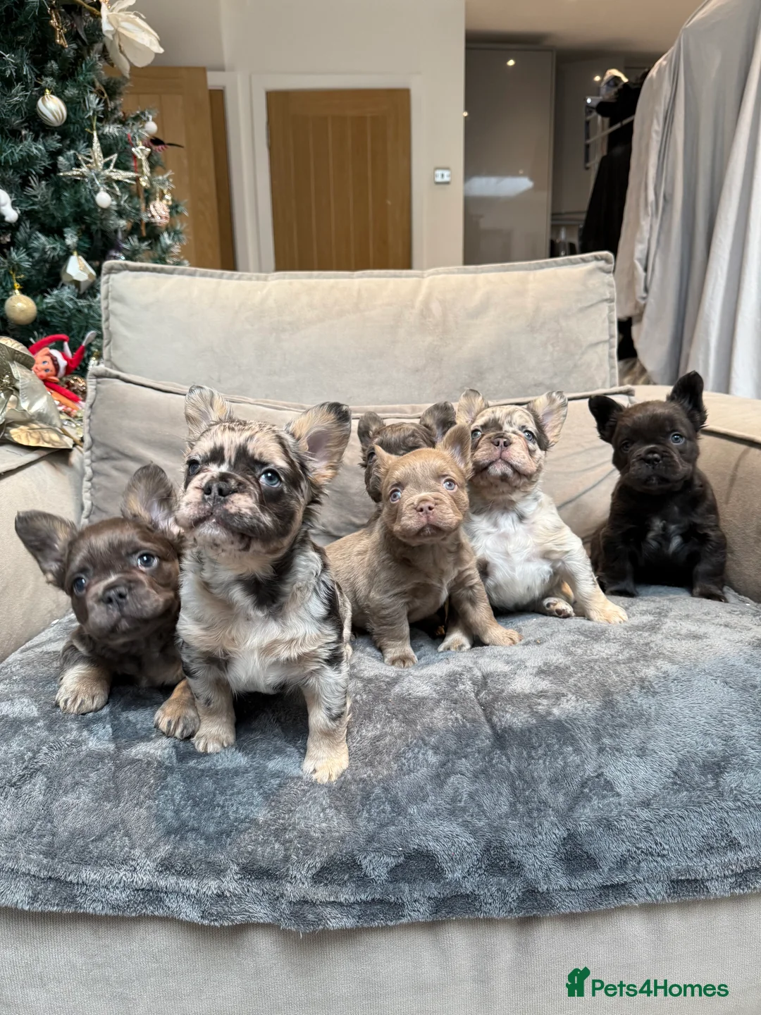 French Bulldog dogs for sale: Fluffy french bulldog puppy new shade  - Advert 12