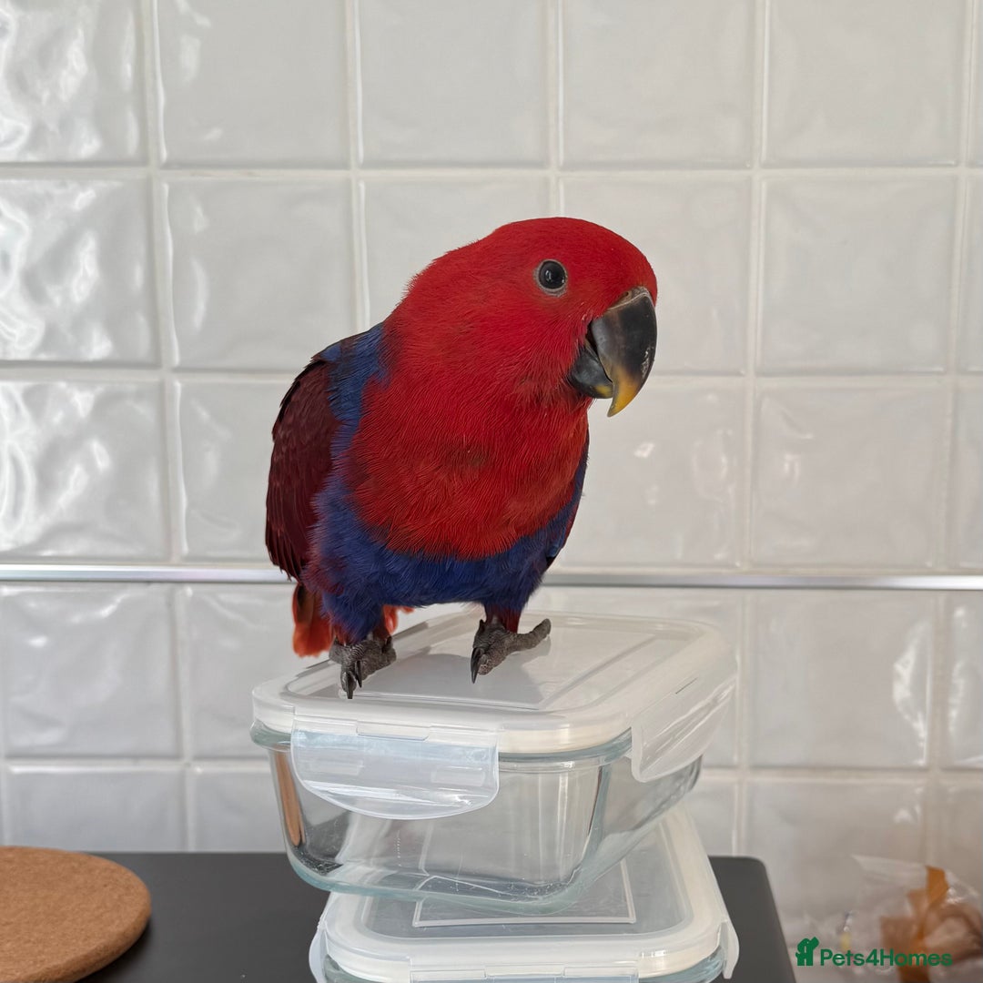 Parrots birds for sale: Beautiful Eclectus Parrot for sale  - Advert 1