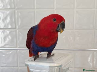 Parrots birds Beautiful Eclectus Parrot for sale - Advert 1
