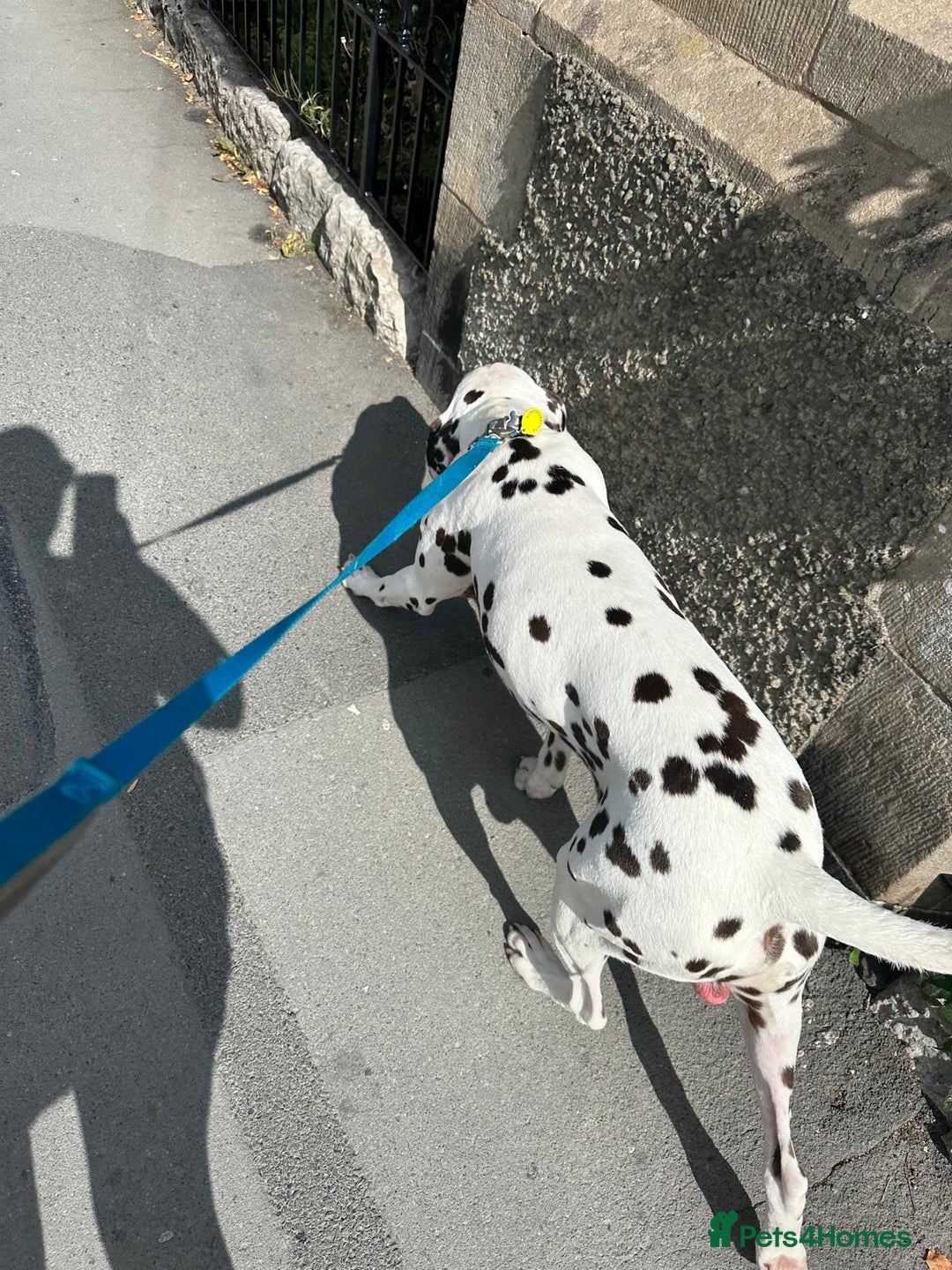 Dalmatian dogs for sale: Looking to rehome my Dalmation male  - Image 3