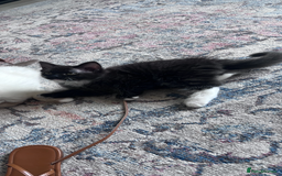 Mixed Breed cats for sale: Beautiful pershadoll ready to leave now ❤️ - Image 4