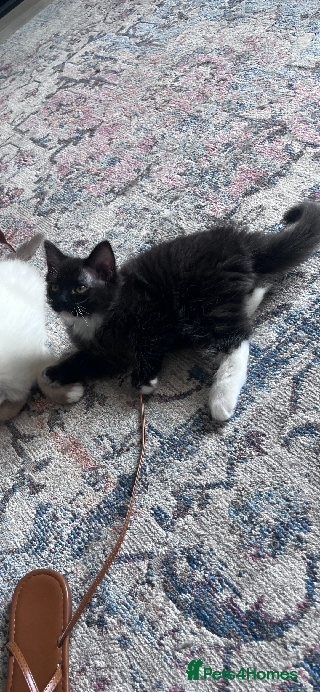 Mixed Breed cats for sale: Beautiful pershadoll ready to leave now ❤️ - Image 4