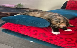 Mixed Breed cats for sale: Little cat  - Image 4