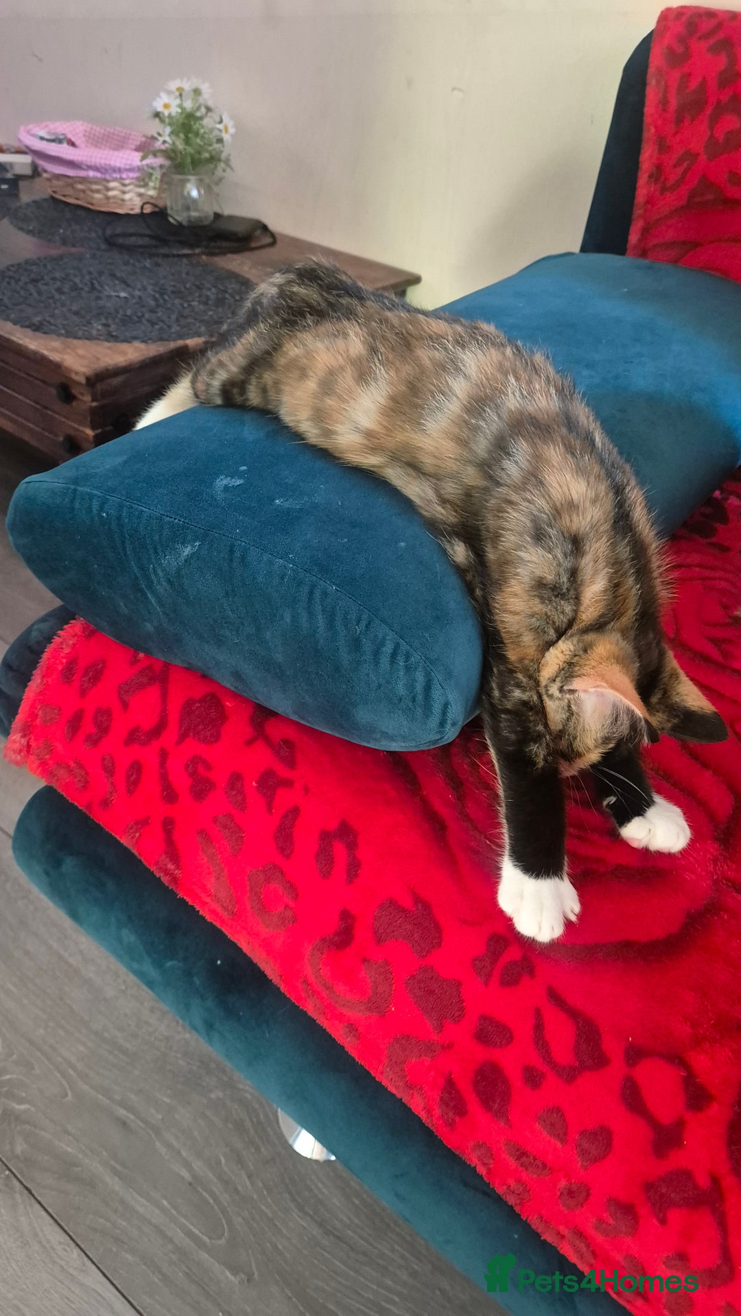 Mixed Breed cats for sale: Little cat  - Image 4