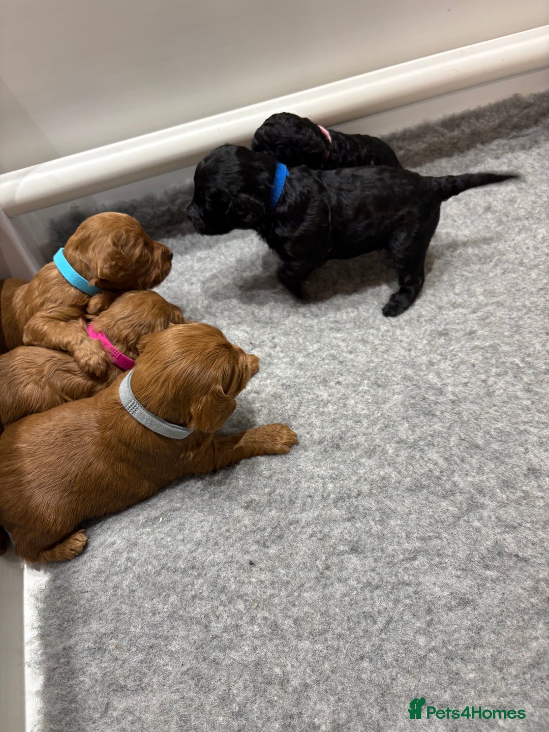 Cockapoo dogs for sale: Beautiful F1B Cockapoo Puppies - Advert 17