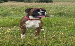 Boxer dogs for sale: Gorgeous Boxer Puppies  - Image 7