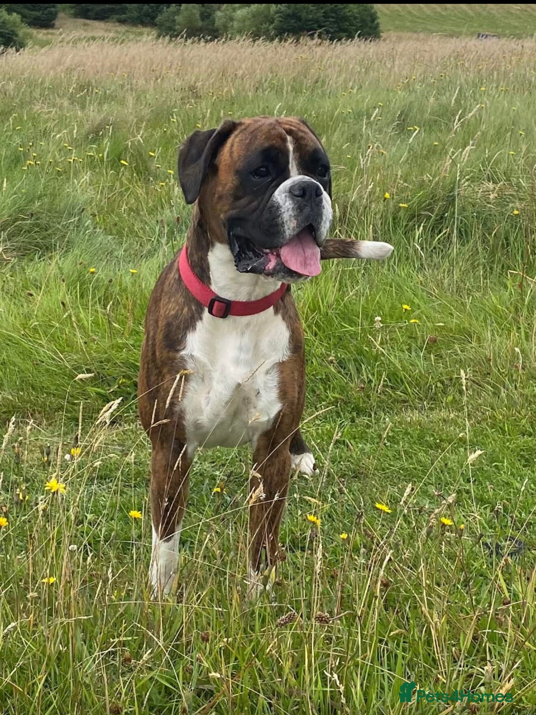 Boxer dogs for sale: Gorgeous Boxer Puppies  - Image 7