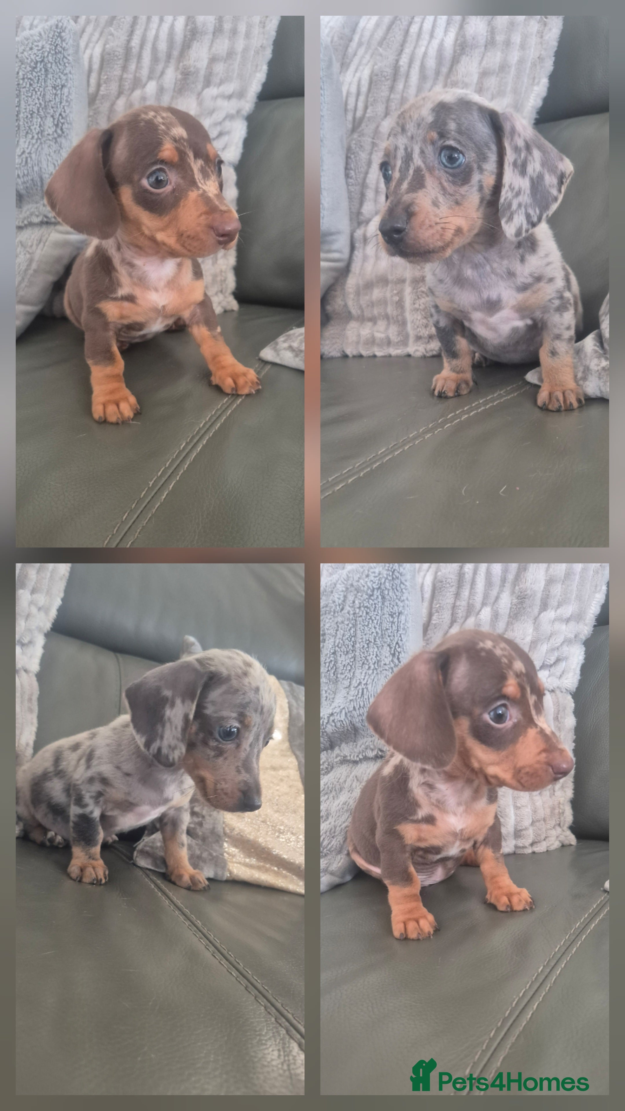 Miniature Dachshund dogs Last 2 KC Dachshund Boys - Ready Now - Advert 11