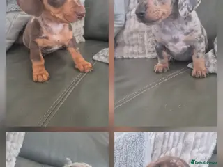 Miniature Dachshund dogs Last 2 KC Dachshund Boys - Ready Now - Advert 11