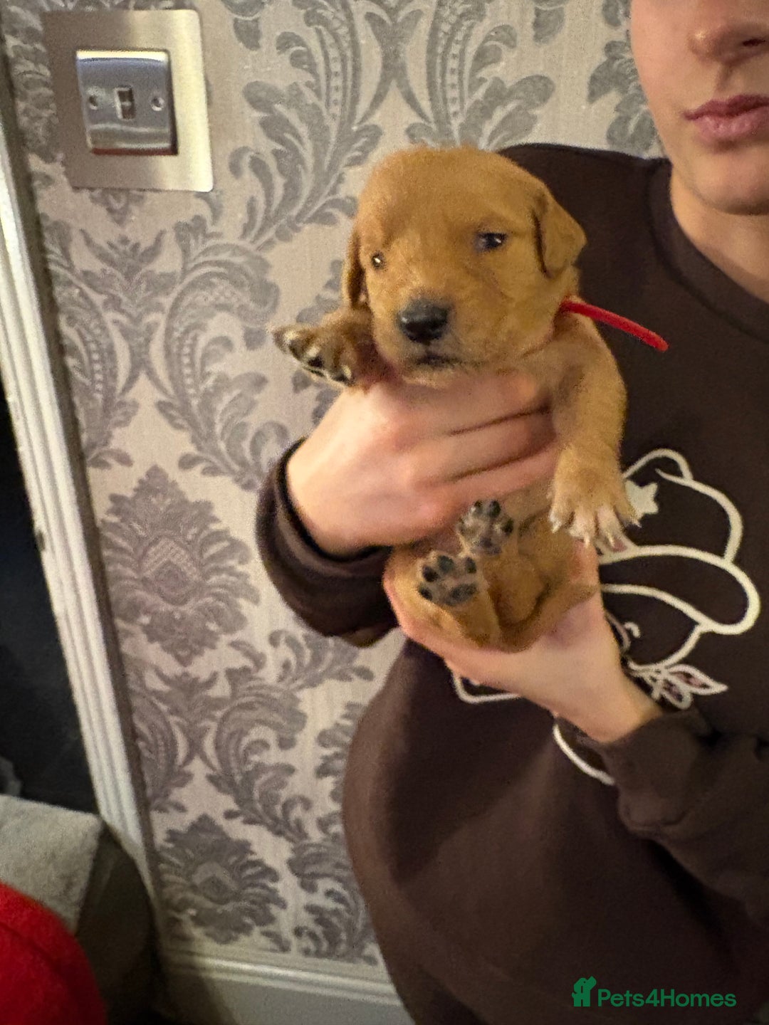 Golden Retriever dogs for sale: Adorable golden retriever puppies  - Advert 2