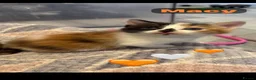 Mixed Breed cats for sale: 🩵🩷…7 stunning kittens…🩷🩵 - Advert 25