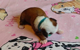Tibetan Terrier dogs for sale: KC Tibetan Terrier Puppies For Sale😀 - Image 7
