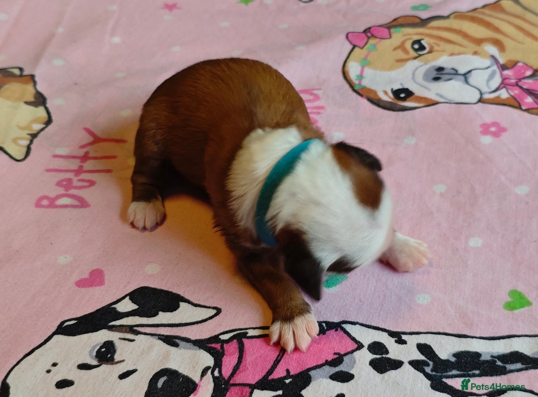 Tibetan Terrier dogs for sale: KC Tibetan Terrier Puppies For Sale😀 - Image 7