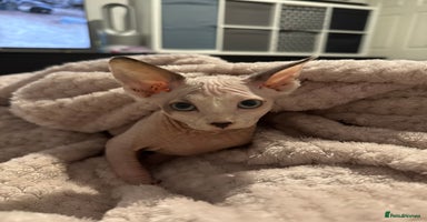 Sphynx cats - Advert 9