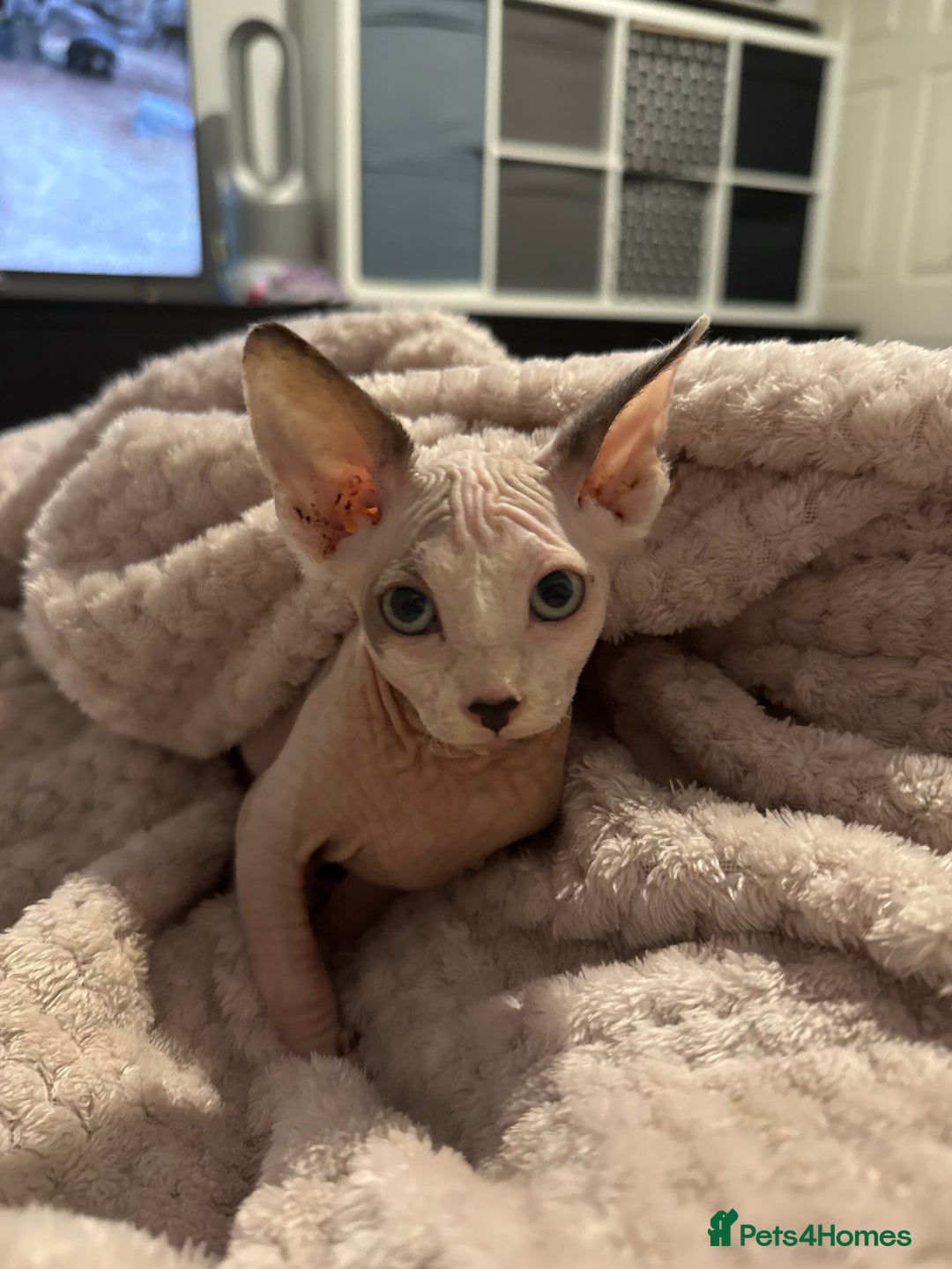 Sphynx cats for sale: Sphynx kitten  - Image 2