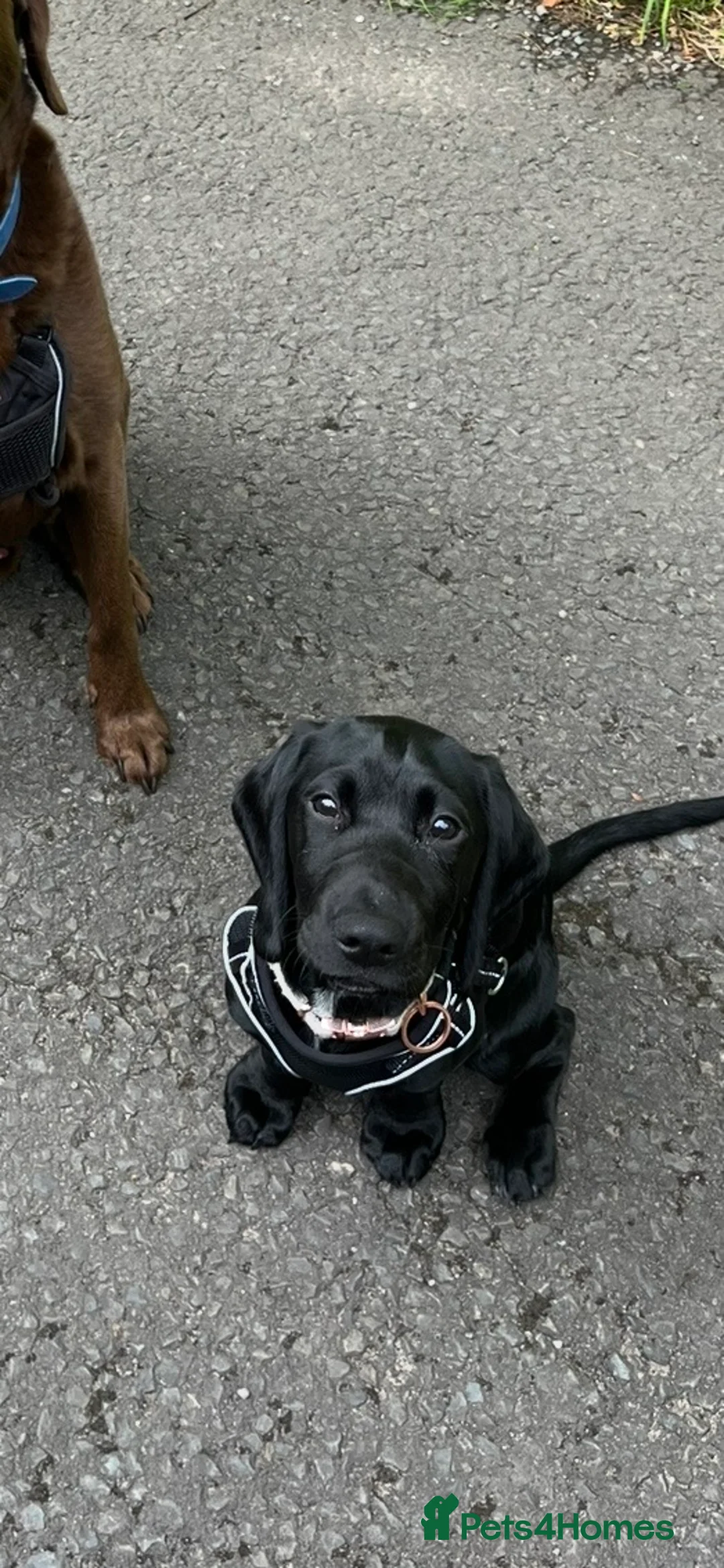 Springador dogs for sale: Re homing Springador   - Advert 2