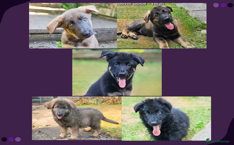 German Shepherd dogs - Advert 2
