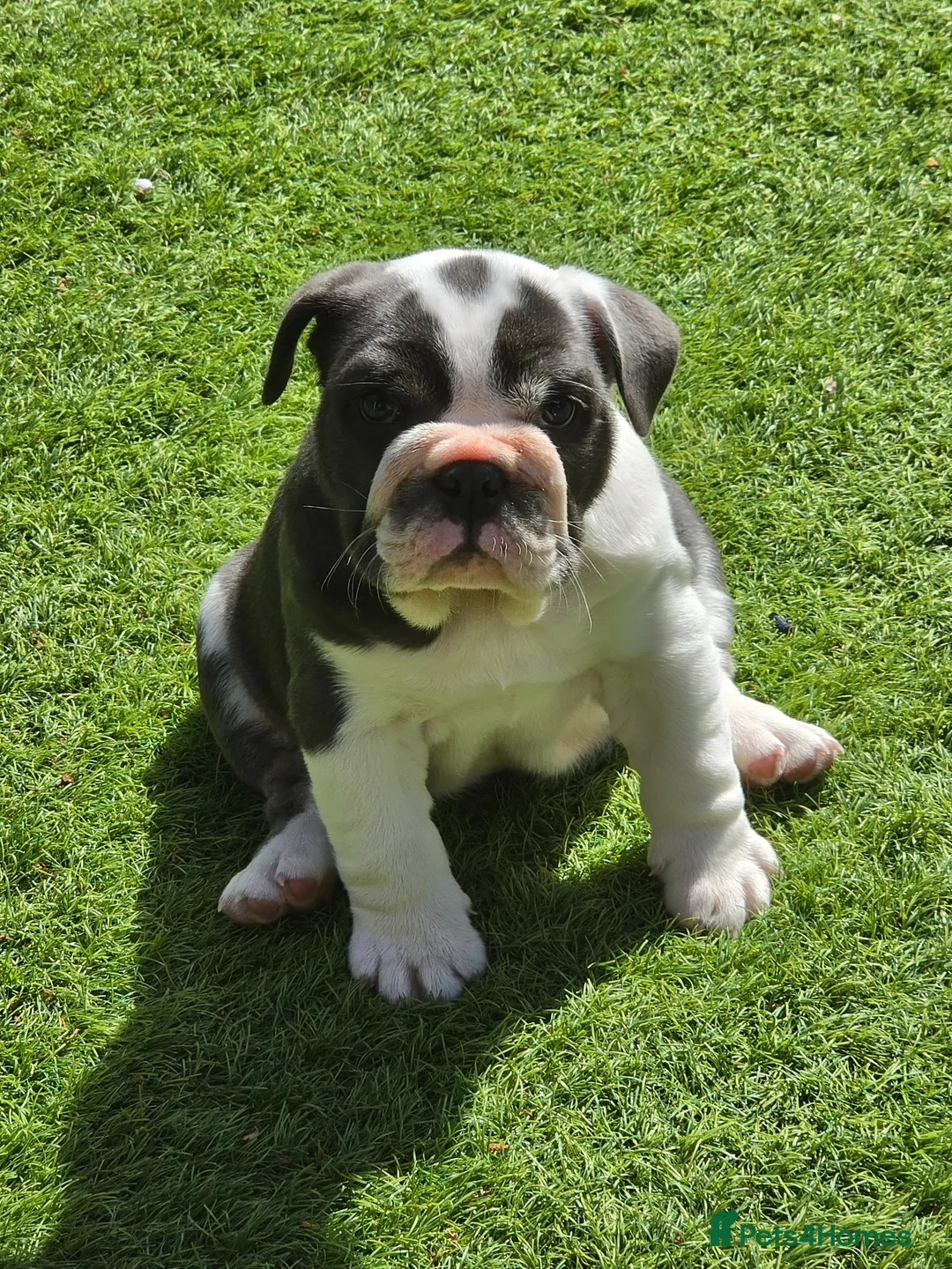 English Bulldog dogs for sale: Blue tri english bulldog  in Wisbech - Advert 1