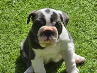 English Bulldog dogs Blue tri english bulldog - Advert 1