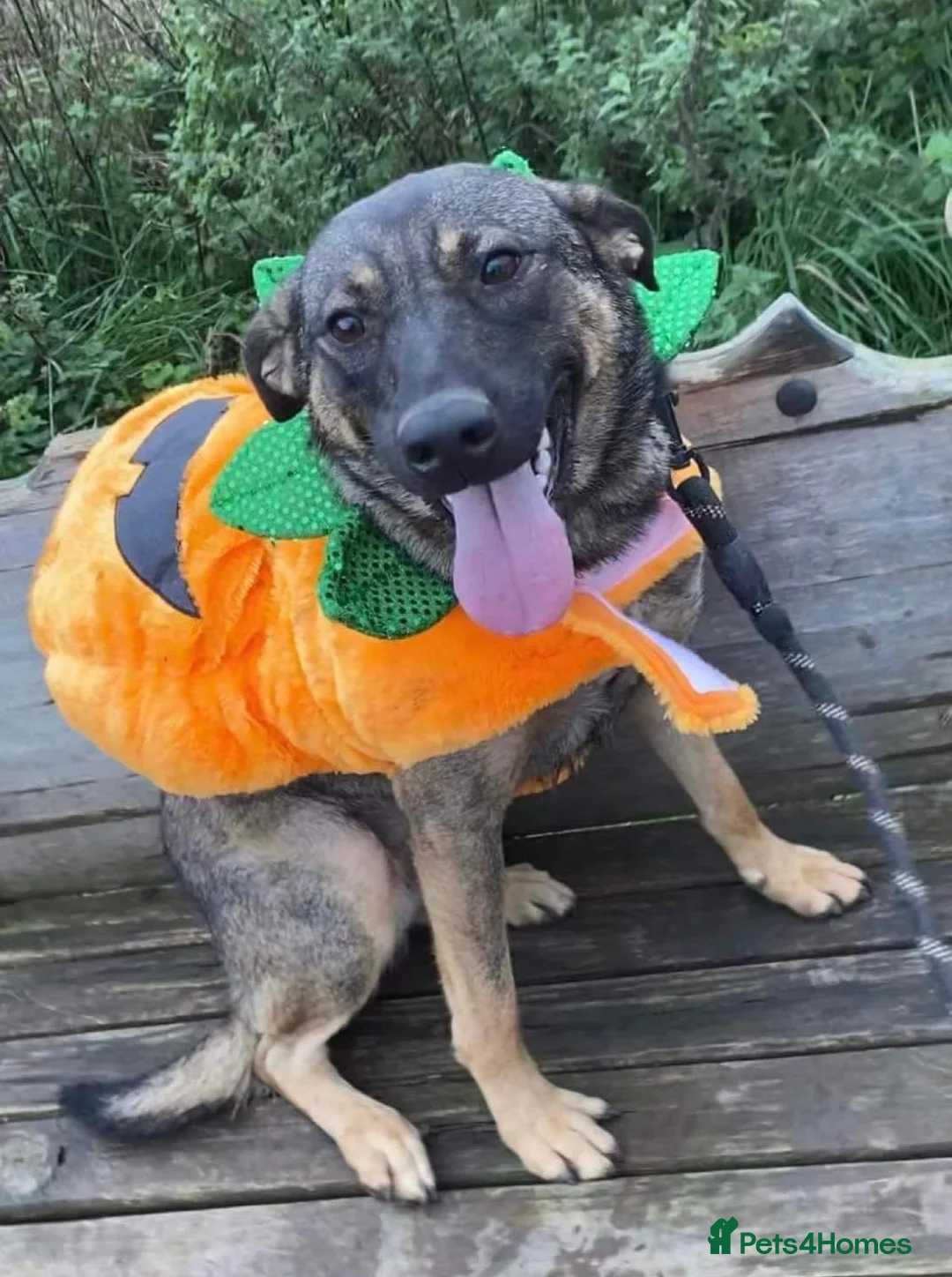 Mixed Breed dogs for adoption: Luna was stood up.... in Kidderminster - Advert 8