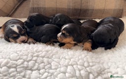 Cockapoo dogs for sale: STUNNING F2 COCKAPOO PUPPIES LOOKING FOR THEIR 🏡 - Image 5