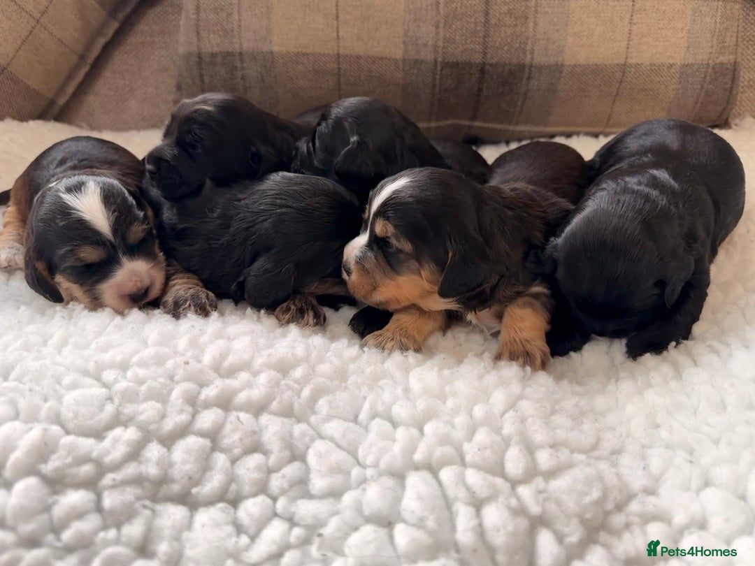 Cockapoo dogs for sale: STUNNING F2 COCKAPOO PUPPIES LOOKING FOR THEIR 🏡 - Image 5