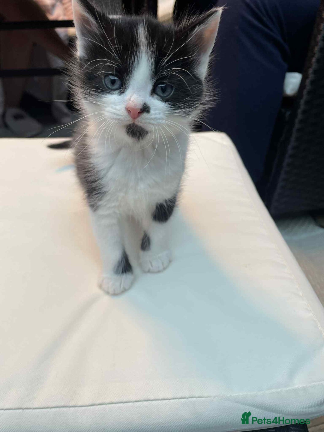 Mixed Breed cats for sale: 2 lovely girls for sale - Advert 2