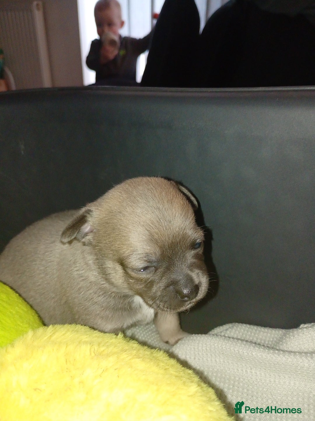 Chihuahua dogs for sale: 2 x chihuahua females  - Advert 3