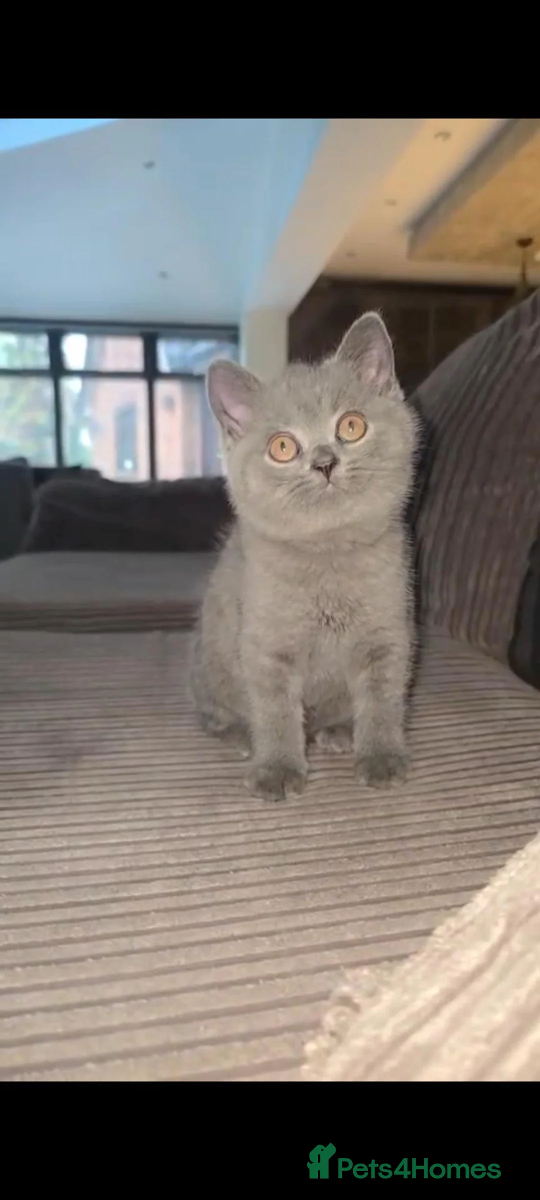 British Shorthair cats for sale: Kitten 9 weeks in Walsall - Advert 1