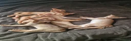 Abyssinian cats for sale: TICA Abyssinian kittens  - Advert 3