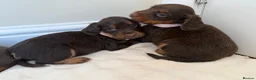 Cocker Spaniel dogs for sale: Working cocker spaniel  in Telford - Advert 3