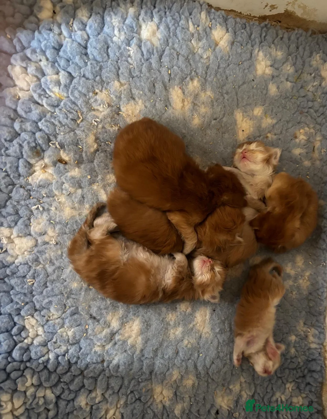 Maine Coon cats for sale: Beautiful Red Maine coone babies  - Advert 2