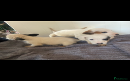Jack Russell dogs for sale: 3 Jack Russel puppies  - Advert 4