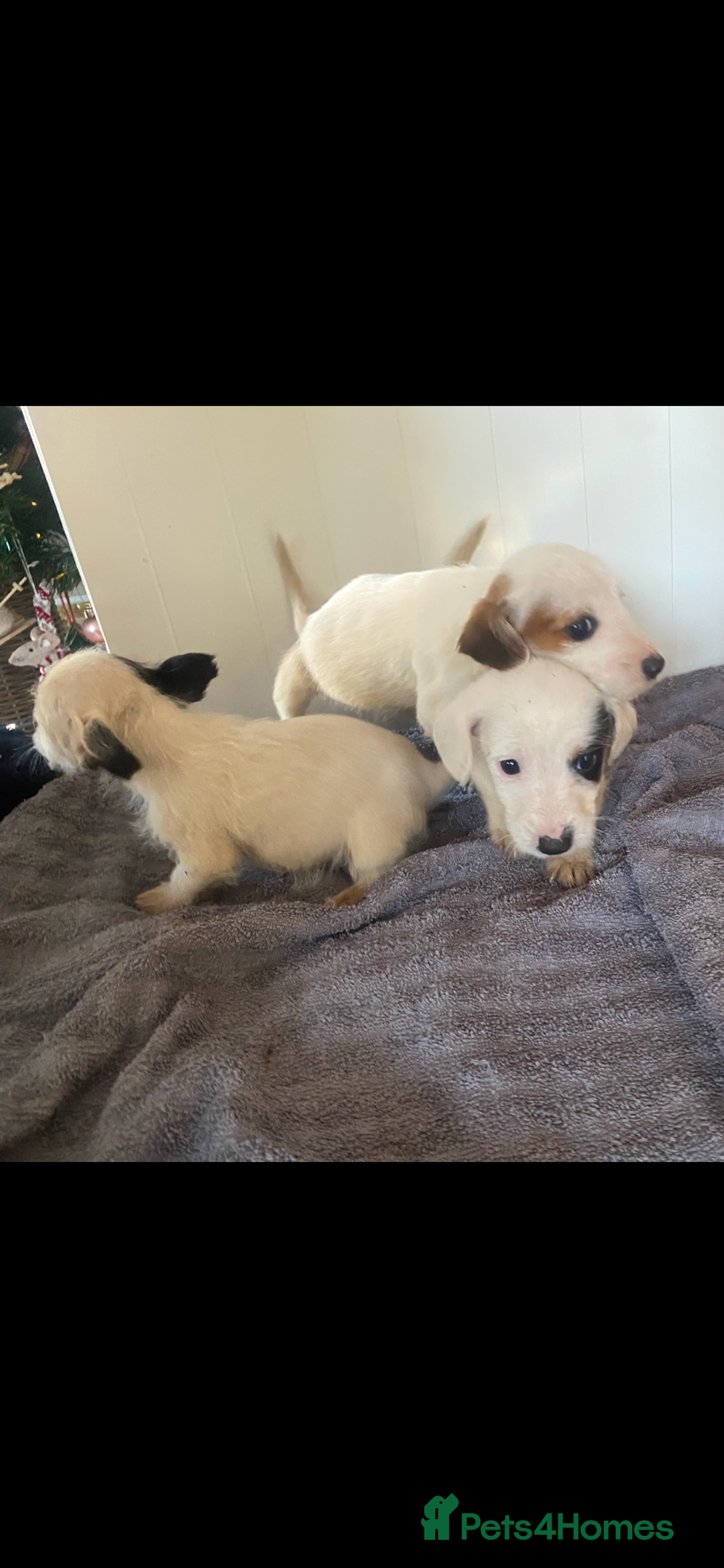 Jack Russell dogs for sale: 3 Jack Russel puppies  - Advert 4