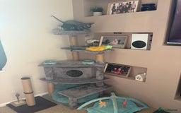 Sphynx cats for sale: Sphynx Boy including Everything Needed! - Image 7