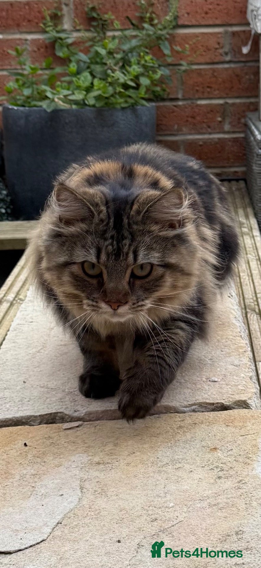 Mixed Breed cats Long haired female tabby  - Advert 17