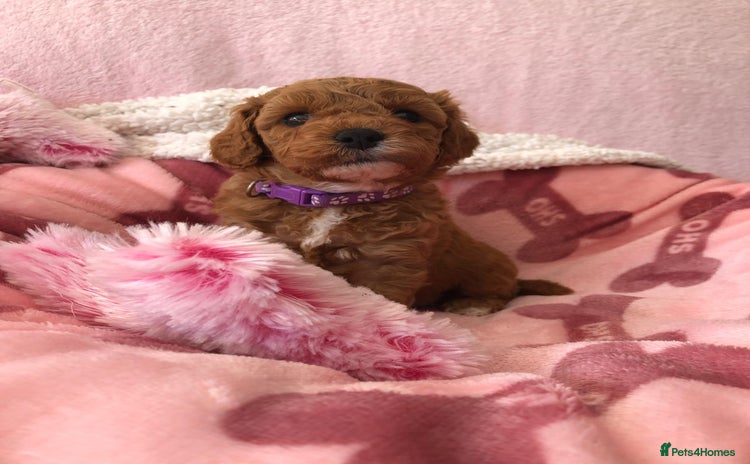 Cavapoo dogs - Advert 11