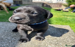 Labrador Retriever dogs for sale: KC Registered Black Labrador Puppies - Image 10