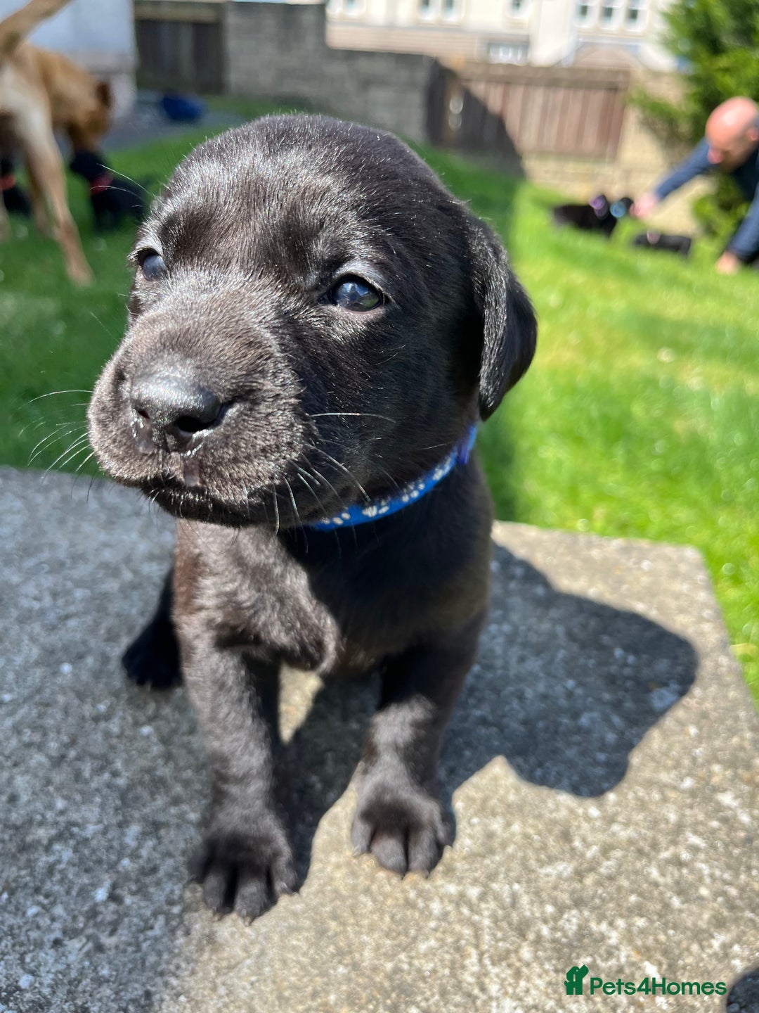 Labrador Retriever dogs for sale: KC Registered Black Labrador Puppies - Image 10