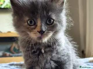 Mixed Breed cats Grey Fluffy Female. Last kitten left. - Advert 1