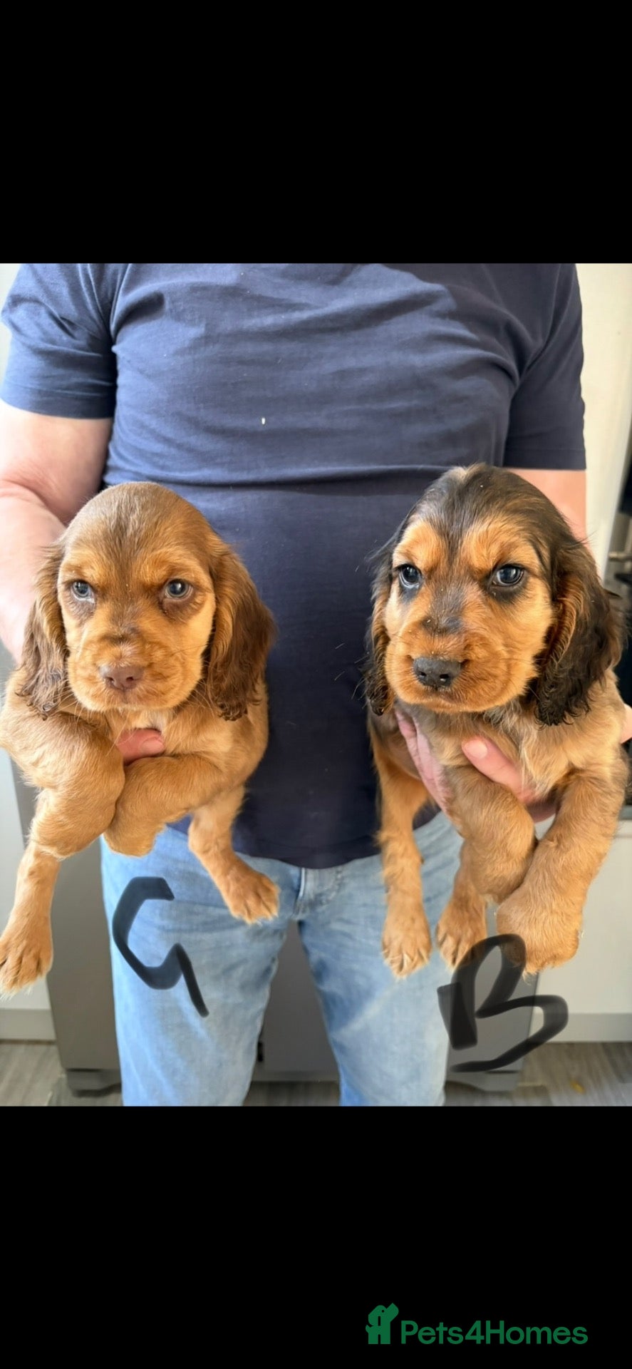 Cocker Spaniel dogs for sale: Cocker spaniel puppies - Advert 11