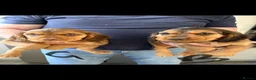 Cocker Spaniel dogs for sale: Cocker spaniel puppies - Advert 1