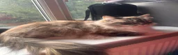 Ragdoll cats for sale: Ragdoll Lynx  in South Croydon - Advert 3