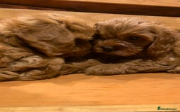 Cavapoo dogs for sale: Stunning premium F1 Cavapoo babies 🥰 - Image 5