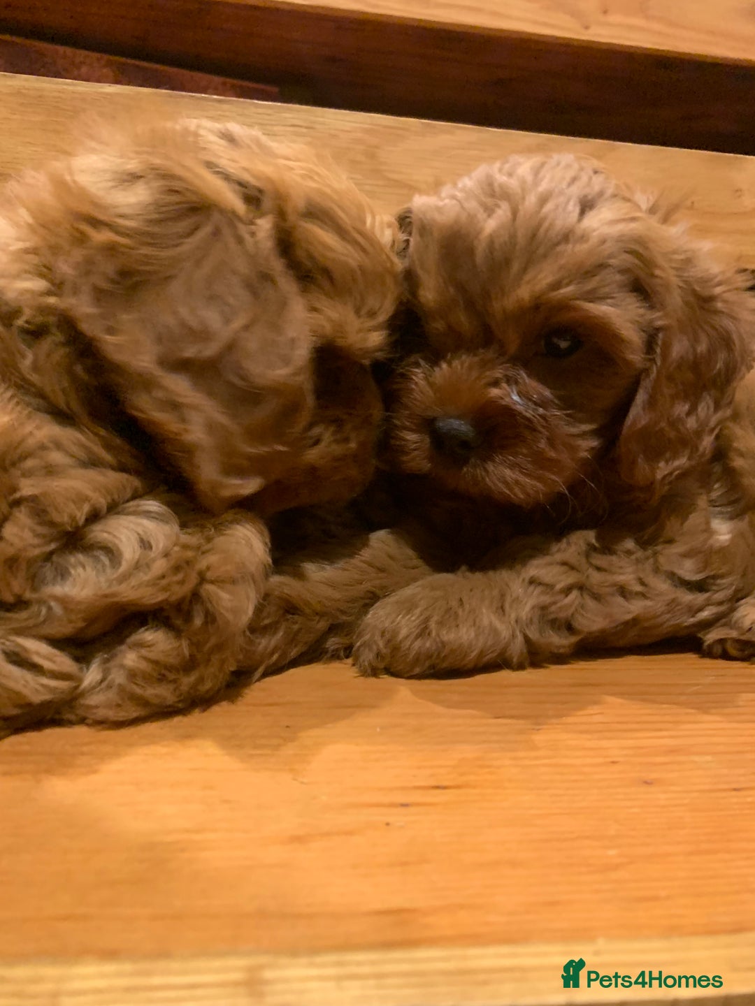 Cavapoo dogs for sale: Stunning premium F1 Cavapoo babies 🥰 - Image 5