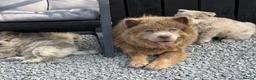 Chow Chow dogs for sale: Exotic colour pure chow chow puppies for sale  - Advert 15