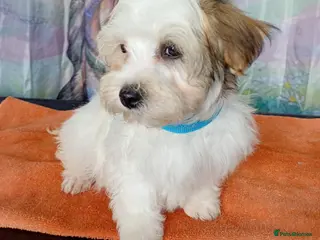 Havanese dogs ⭐RUDUCED TO £800 OVNO⭐Full breed havanese puppy. - Advert 13