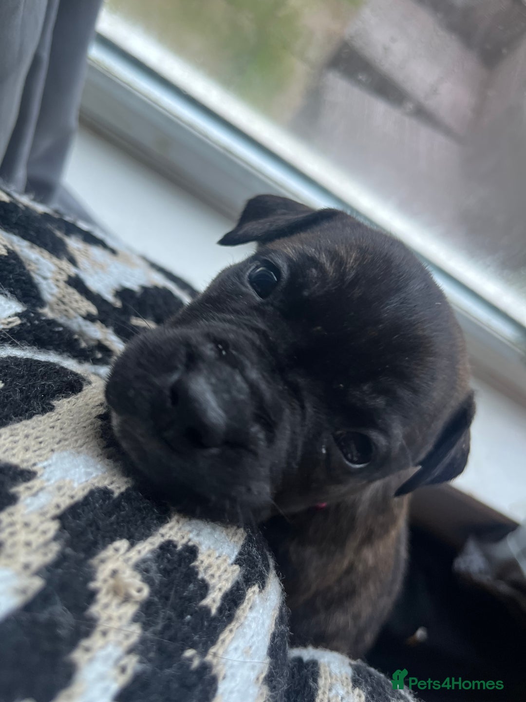 Mixed Breed dogs for sale: Presa Canario X American Bulldog puppies - Advert 7