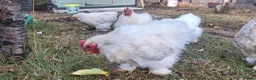 Chickens poultry for sale: Porcelain Pekin Banties Cockerels - Advert 5